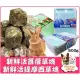 【Plumes寵物部屋】MJ萌洲《聰明兔 新鮮活 苜蓿草塊 提摩西草塊》牧草磚 磨牙磚 磨牙 草磚 兔子 天竺鼠 零食