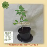 在飛比找蝦皮購物優惠-【台灣現貨】黑柿蕃茄_2.5寸盆_買十送一 植物｜小菜苗｜園