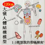 💀1.2M人體器官拼圖 骨骼身體認知 啟蒙早教玩具 器官內臟可拆卸重複使用益智玩具 角色扮演