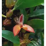 BULBOPHYLLUM JAPARII稀品種