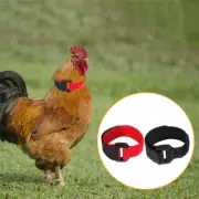 Pet Collar No Crow Rooster Band Poultry Supplies Hen Collar Nylon Chicken Collar