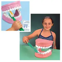 在飛比找PChome24h購物優惠-【華森葳兒童教玩具】科學教具系列-超大牙齒模型 N6-TH0