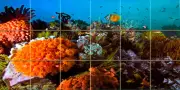 Art Ocean Underwater Mural Ceramic Backsplash Bath Tile #346