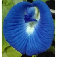在飛比找蝦皮購物優惠-蝶豆花--藍色單瓣蝶豆花種子2023/12月採收