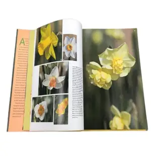 Daffodil: The remarkable story of the worlds most popular spring flower