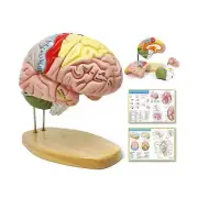 2024 Newest Human Brain Model for Neuroscience Teaching with Labels 1.5 Times...