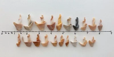 20 Natural Candle Candlestick-Shaped Shell frag beach Christmas craft dollhouse