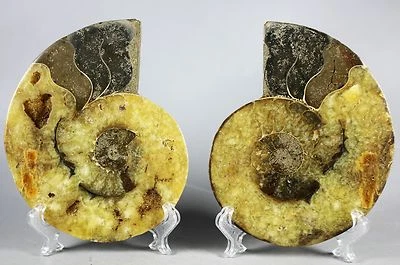 A pair of Split Ammonite Fossil Specimen Shell Healing Madagascar Acrylic Stand