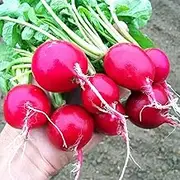Radish Cherry Belle 50+ Seeds Vegetable Garden Autumn Winter Spring Veg