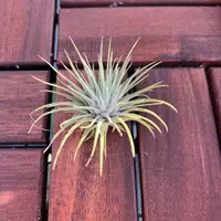 在飛比找蝦皮購物優惠-森鹿奇境 | 海膽 Tillandsia fuchsii v