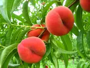 Buy Dwarf Angel Peach Fruit Trees - High Chill (Prunus persica)