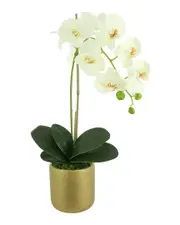 Creative Displays Orchid Arrangement in Fiberstone Pot with Orchid Leaves & Moss