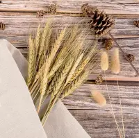 在飛比找蝦皮購物優惠-✨天然乾燥乾花✨拍照道具 花束 拍照背景 兔尾草 麥穗 棉花