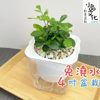 在飛比找蝦皮商城優惠-【小品文化】七里香【現貨】4吋透明懶人盆栽 加水更方便 觀葉