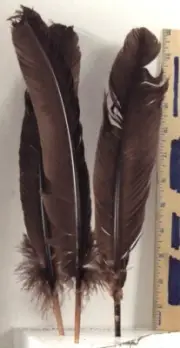 6 Brown GOOSE Satinettes Loose WING FEATHERS Approx 14" CRAFTS Decorating etc.