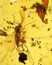 Super Detail! Fungus Gnat laying eggs, Fossil inclusion in Burmese Amber