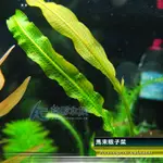 【AC草影】馬來眼子菜【兩株】水生植物 台灣水草 魚缸造景 真水草 耐熱 不需CO2 新手水草 好種植好養