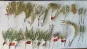 UNBELIEVABLE LOT OF 28 PIECES OF FLORAL DECOR FOR THE HOLIDAY SEASON.
