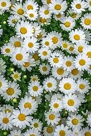 Journal: Daisy Field Journal For Women, Lined Journal, 150 Pages, Paperback 9 x 6 (Notebook, Diary) (Journals To Write In)