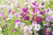 COSMOS 'Sensation Mixed Dwarf' seeds - Standard Packet (see description for seed quantity)