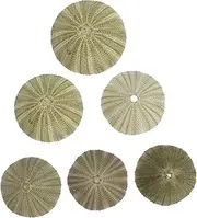 Alipis Unique Natural Sea Shells Decor 6 Pieces Shell Charms for DIY Craft Beach Seashells for Hanging Coastal Vibe Home Decor