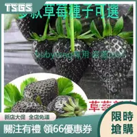 在飛比找蝦皮購物優惠-【TSGS】草莓種子 黑草莓種子 奶油草莓種子 乙女草莓種子