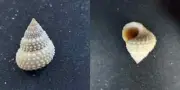 #K200 Tectarius Muricatus Linne, Caribbean Sea, 21.9mm sea snail shell