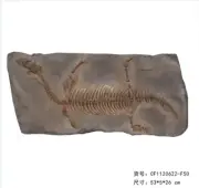 Unique Real AMPHIBIAN-VERTEBRA-NOTHOSAURIA-JURASSIC Dragon Dinosaur Fossil