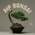 AIP BONSAI 手作真柏小品盆景/盆栽/擺飾觀賞/送禮佳品