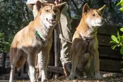 Dingo Encounter - Pinjarra