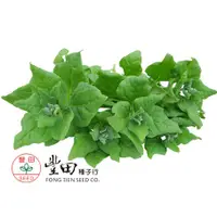 在飛比找蝦皮購物優惠-【萌田種子~蔬菜種子】A20 香甜菠菜種子3.5公克 , 番