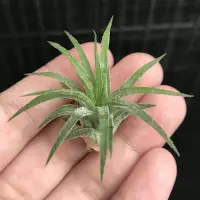 在飛比找Yahoo!奇摩拍賣優惠-空氣鳳梨 華美路拉小精靈(小型) Tillandsia io