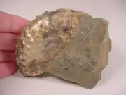(F-432) Ammonite fossil ammonites extinct marine molluscs shell MATRIX specimen