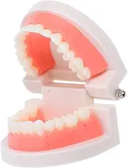 Holibanna Teeth Model for Educational Use Demonstration Dentures Model for Teaching Oral Anatomy Hands Practice for Students for Studies