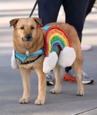 RAINBOW SPARKLING DOGGIE YOU ARE LOVED COSTUME SZ Small NWT - Pride - Clouds