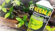 Neem oil