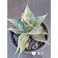 在飛比找蝦皮購物優惠-【新手入門】 多肉植物/龍舌蘭/賴光