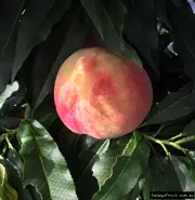 Buy Dwarf Peach Grafted Fruit Trees in Australia (Prunus persica)