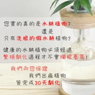 【理想小品】馬拉巴栗單支【現貨】發財樹 水耕盆栽 無土種植 觀葉植物 室內植物 完全水養 圓柱玻璃飾品 花盆 盆栽