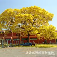 在飛比找蝦皮購物優惠-綠化林木樹種籽黃花風鈴木種子紅花風鈴木種子風景樹綠化苗木種子