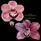 Cymbidium Seedling JG21287 (Red Lady 'Beauty Spots' x Kirby Lesh 'Francis')