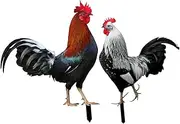 Generic 2Pcs Realistic Chicken Pattern Acrylic Garden Stake Decor Eye Catching Lawn Sign for Outdoor Durable Pheasant Shaped Garden Decor Addition to Courtyards