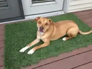 Artificial Grass Mat Synthetic Pet Turf