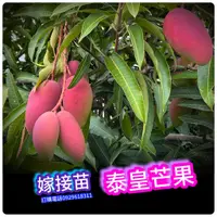 在飛比找蝦皮商城精選優惠-泰皇芒果盆栽【嫁接苗】King Thai mango泰國芒果