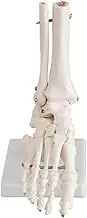 CHROX Skeleton Model Human Organ Life Size Model Foot and Ankle Model Foot Anatomy Skeleton Model Human Education Tool