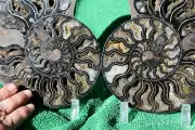 Large Black Ammonite PAIR 110myo Deep Crystals XXXL Fossil 7.8" 198mm a3967xx