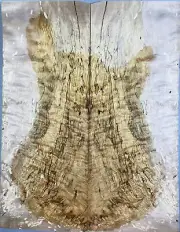 Figure Les Paul Guitar Top Spalted Worm-hole Maple Wood Bookmatch Luthier Supply
