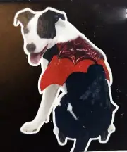 Dog Vampire Costume Vibrant Life Halloween Size Medium 20-50 Pound NEW