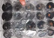 7937c LOT of FIFTY/50 RARE 1n100 BLACK Ammonite PAIR Crystal FOSSIL MEDIUM 3-4cm