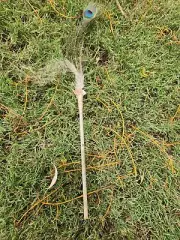 Smudge Feather Wand, Emu and Peacock and Shell.